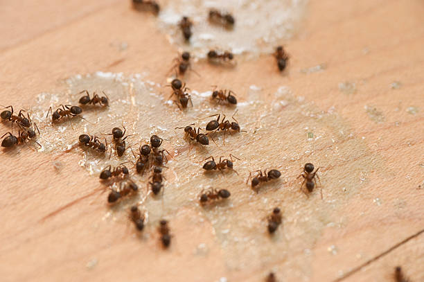 Best Insect Control  in Pioneer Village, KY